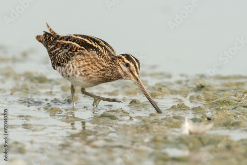 Common Snipe photo