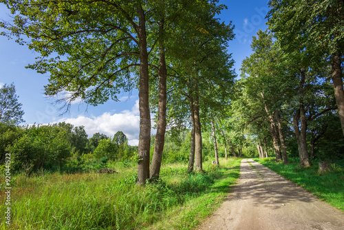 A quiet dirt path meanders through a vibrant forest, surrounded by tall trees and lush foliage under the bright sunlight, inviting exploration and serenity.