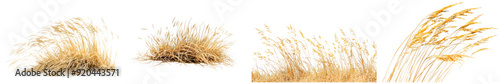 Dry, yellow grass isolated on white background. Generative AI. photo