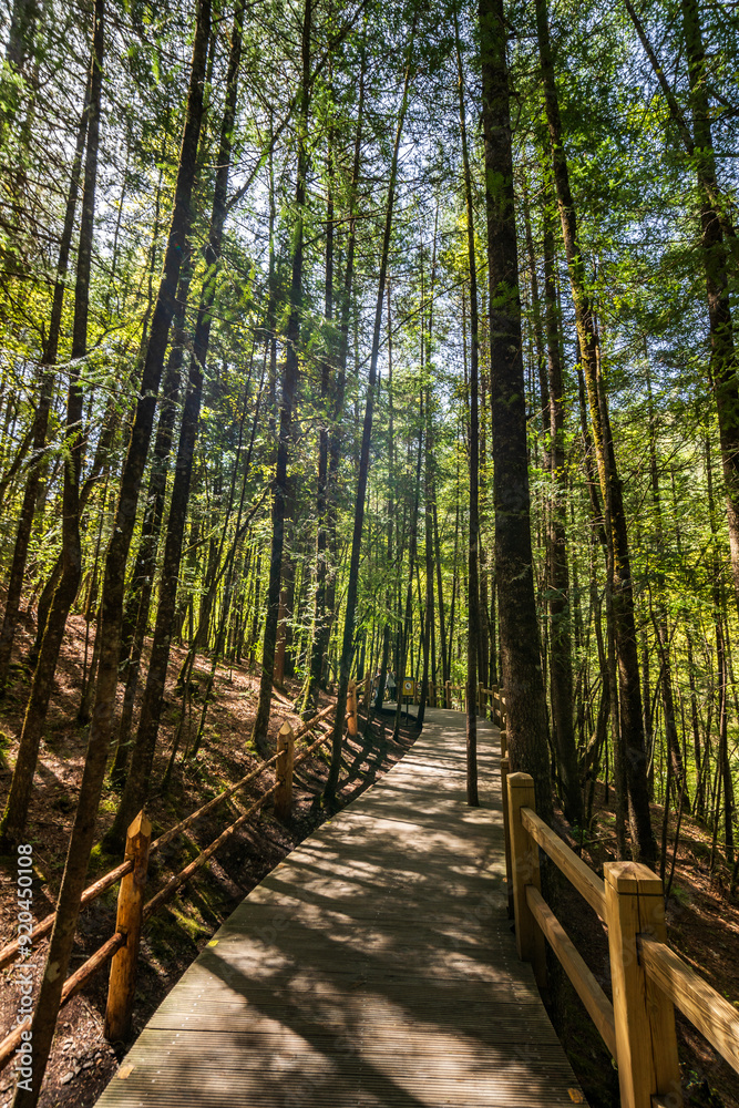 Obraz premium A walk in the alpine forest of Jiuzhai Valley National Park, China