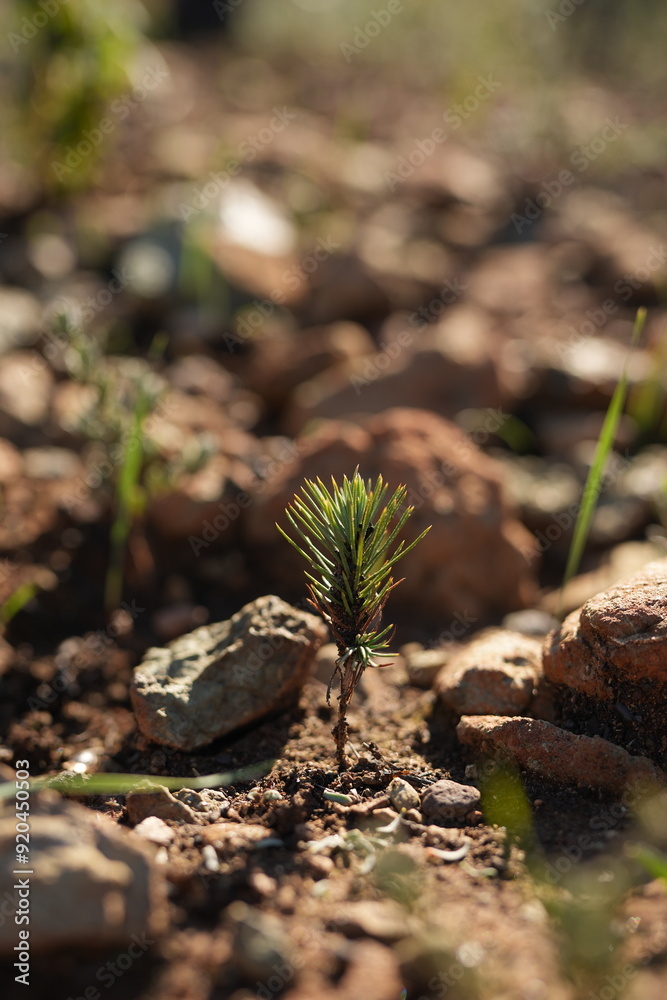 Obraz premium Little coniferous growing on soil 