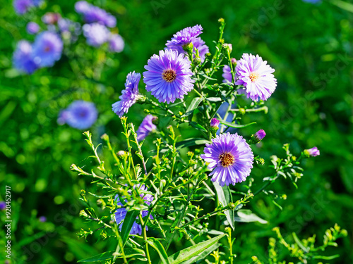 Blühende Herbstastern, Symphyotrichum, im Garten photo