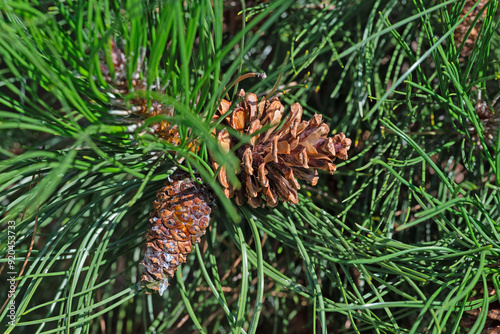 Kiefer, Pinus, mit Kiefernzapfen photo