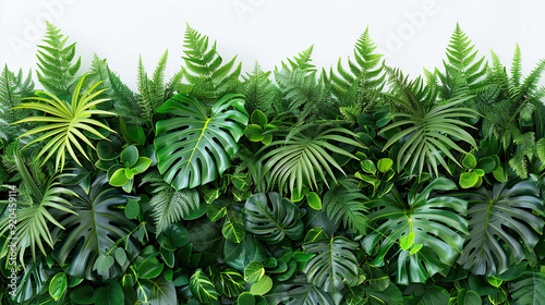 A lush tropical plant wall on a top arrangement with various green leaves such as monstera, palm and ferns isolated on white background