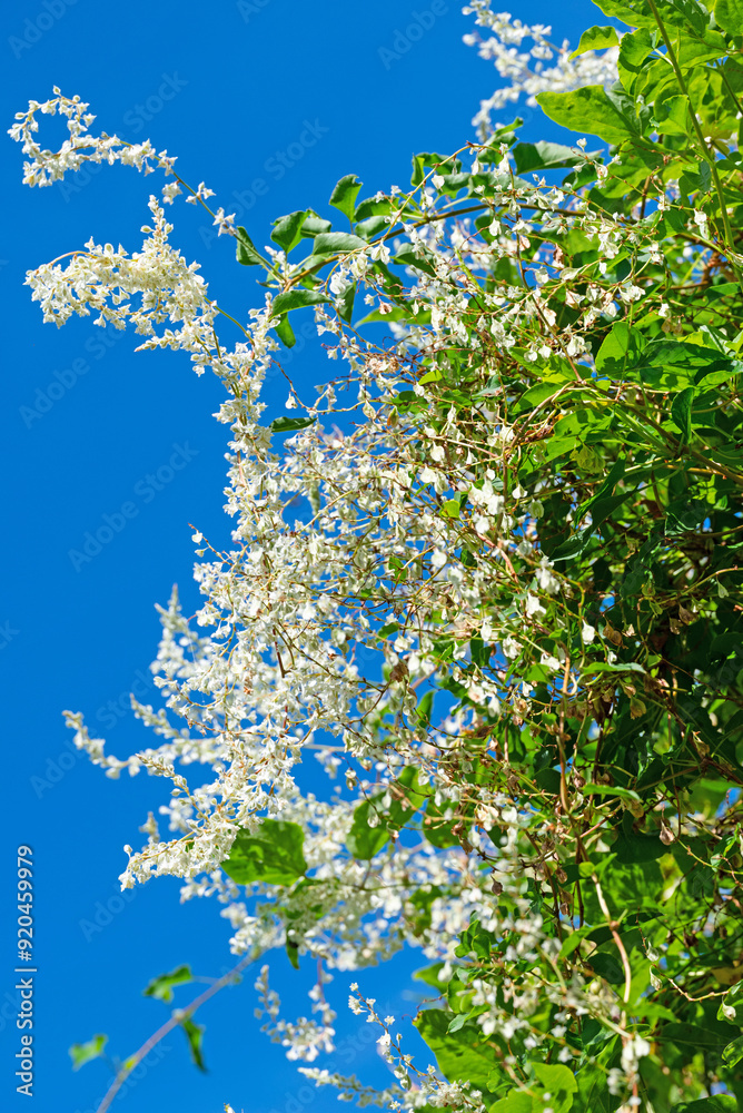 Blühender Schlingknöterich, Fallopia baldschuanica Blühender Schlingknöterich, Fallopia baldschuanica
