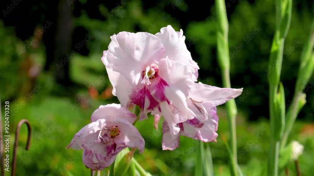 Gladiolus Fiorentina against the background of green grass in the garden. Gladiolus Fiorentina against the background of green grass in the garden.