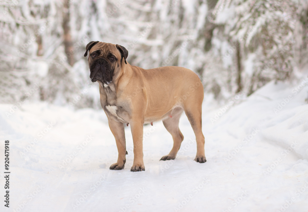 purebred bullmastiff dog in winter on the snow purebred bullmastiff dog in winter on the snow