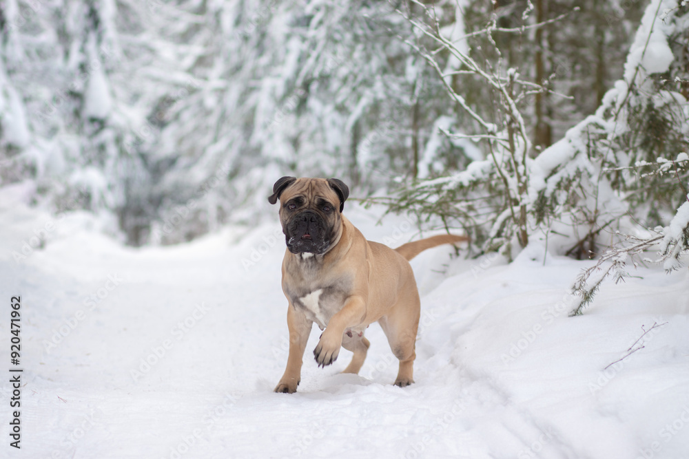 Obraz premium purebred bullmastiff dog in winter on the snow
