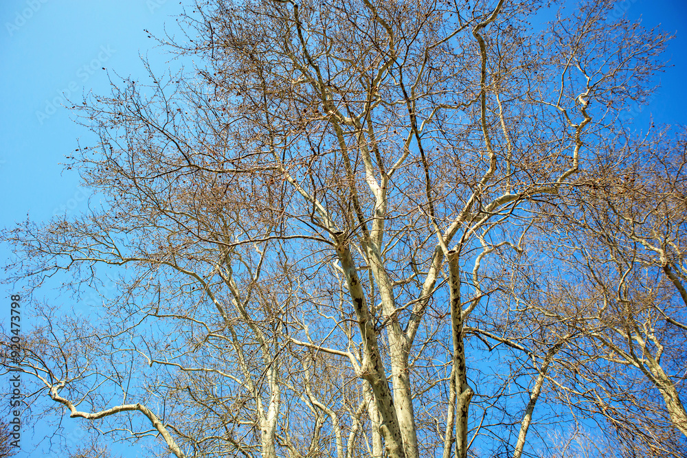 tree branches against sky tree branches against sky