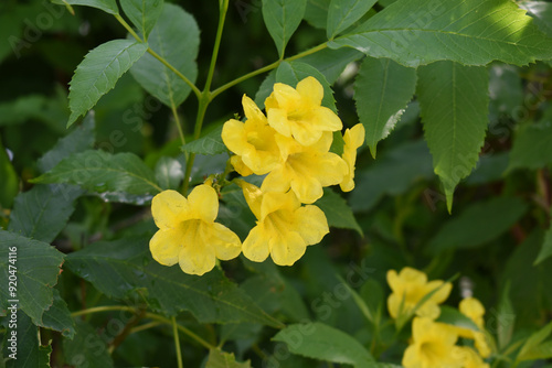 Yellow trumpetbush (Tecoma stans) Called Yellow bell or Yellow Elder Flower, trumpet flower, Beautiful bunch of yellow flowers closeup with green leaves Background, tecoma stans