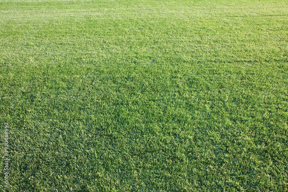 Background of a mowed green lawn - No people concept with copy space Background of a mowed green lawn - No people concept with copy space