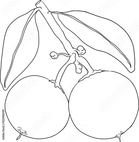 Chiku elements. Sapodilla naseberry pouteria line fruits. Vector botanical design of exotic tropical fruit