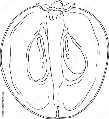 Chiku elements. Sapodilla naseberry pouteria line fruits. Vector botanical design of exotic tropical fruit