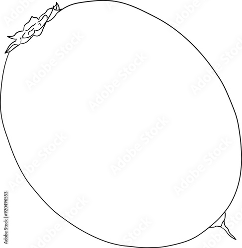 Chiku elements. Sapodilla naseberry pouteria line fruits. Vector botanical design of exotic tropical fruit