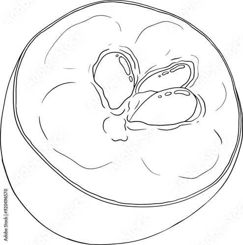 Chiku elements. Sapodilla naseberry pouteria line fruits. Vector botanical design of exotic tropical fruit