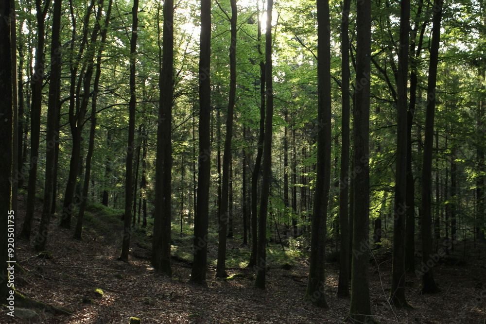 Naklejka premium Wald