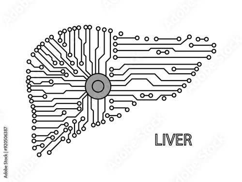 Abstract human liver. Liver vector. Liver design.