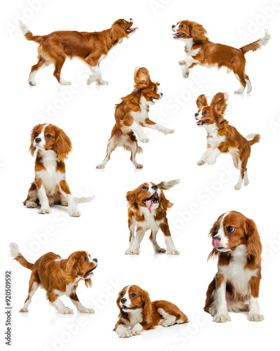 Collage of playful, purebred, adorable King Charles Spaniels in various dynamic poses, looking charming and elegant, isolated on white background. Concept of animals, care, vet, grooming and health photo