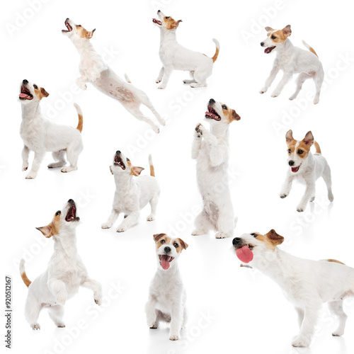 Foto Collage made of purebred, adorable dog, playful Jack Russell Terrier in various dynamic poses isolated on white background
