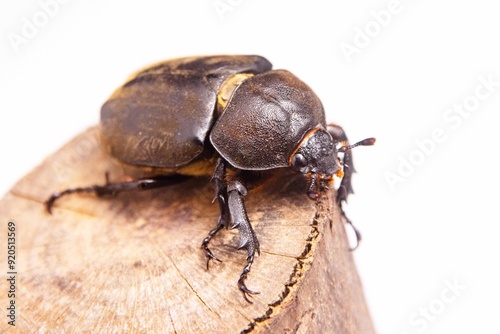 メスのカブト虫