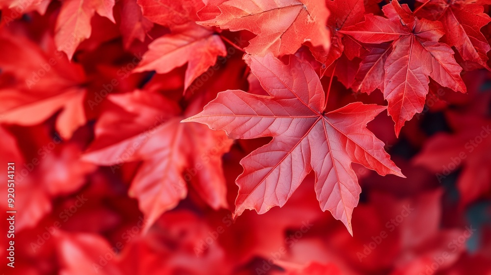 The background consists of red maple leaves. Autumn red leaf. The season of admiring the change of leaf color. The symbol of Canada The background consists of red maple leaves. Autumn red leaf. The season of admiring the change of leaf color. The symbol of Canada