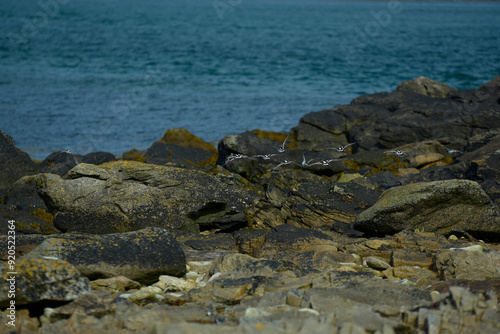 Finistère Nord, Landéda, Bretagne - oiseaux marins