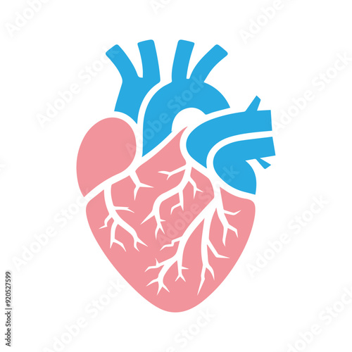 Human heart anatomicall flat style