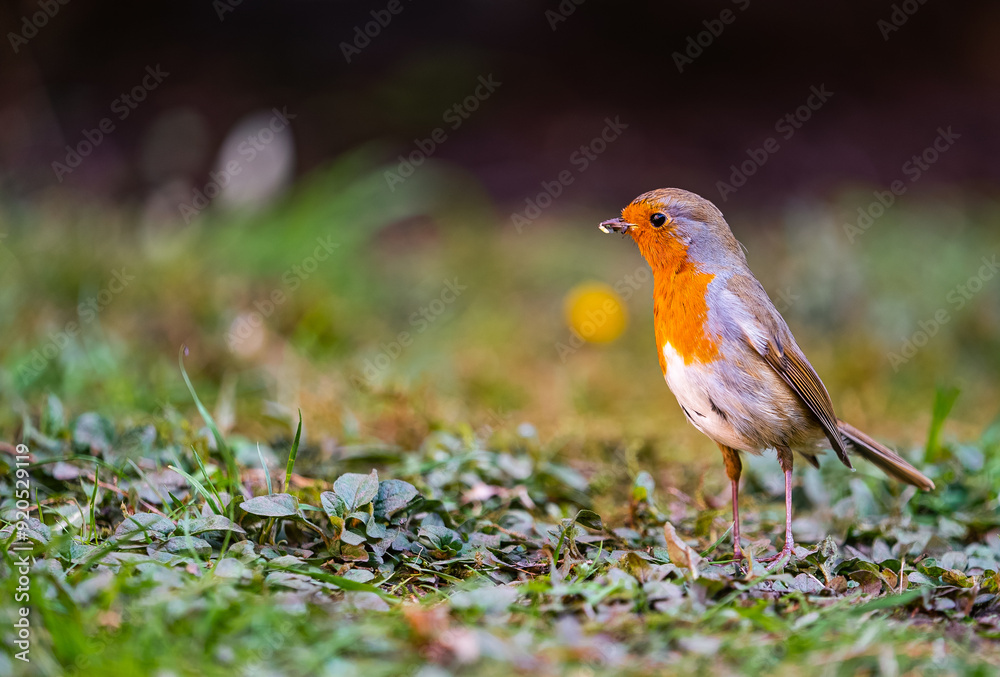 Robin on grass eating seeds