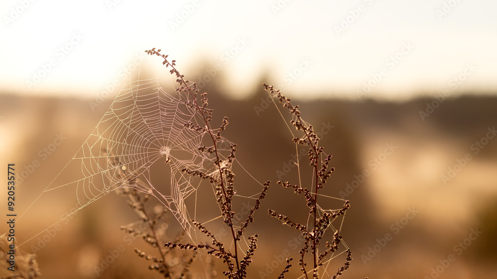 Beautiful cobweb on grass in field, sunny natural abstract background. Dreamy gentle artistic nature image, foggy morning time. Summer or autumn landscape.
