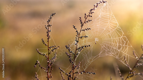 Beautiful cobweb on grass in field, sunny natural abstract background. Dreamy gentle artistic nature image, foggy morning time. Summer or autumn landscape. photo