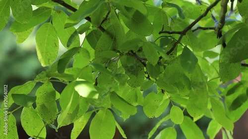 walnuts growing in the garden on a tree in summer