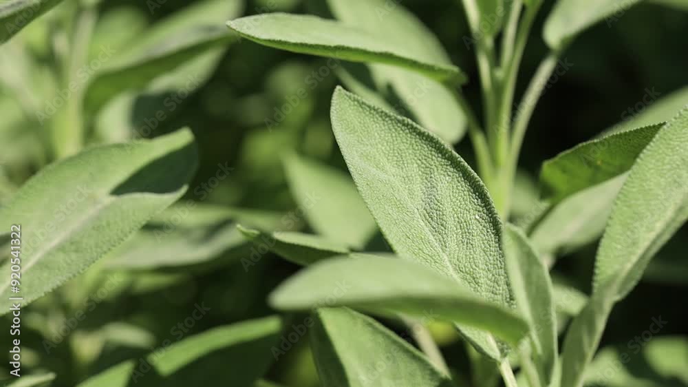 sage bush in summer garden macro sage bush in summer garden macro