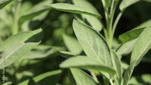 sage bush in summer garden macro