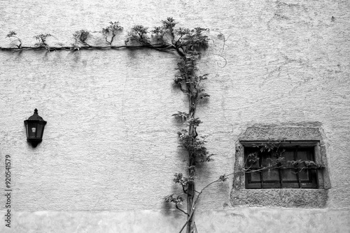 Lamp, Window, Vine, Old House, Riquewihr, Alsace, France, Europe