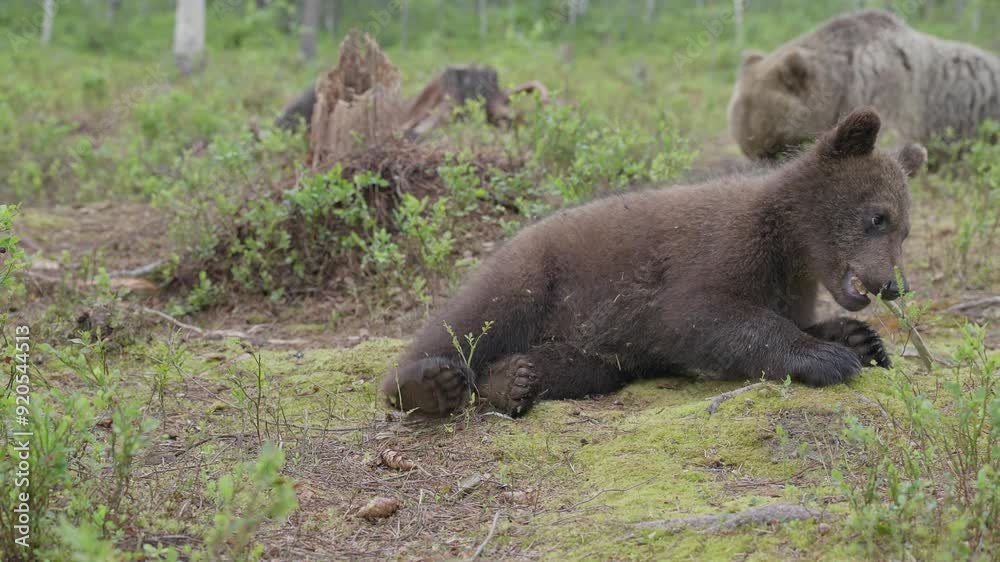 Bear cub playfully explores reindeer rib bone in lush wilderness setting during daylight Bear cub playfully explores reindeer rib bone in lush wilderness setting during daylight