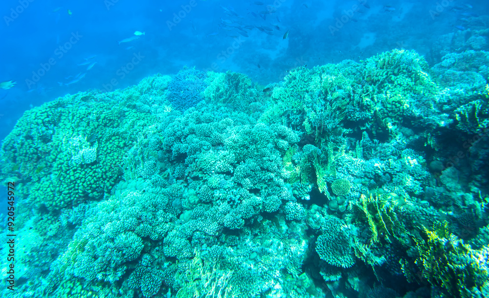 Fototapeta premium coral reef with fish on the Red Sea in Egypt
