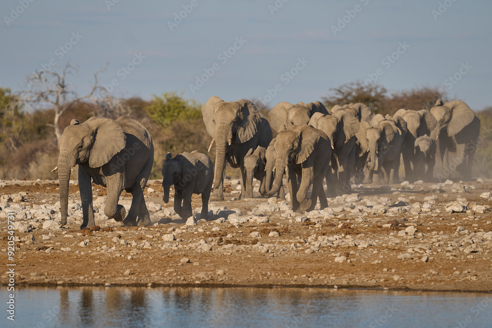 Obraz premium Herd of african elephant (Loxodonta africana) approaching a waterhole in Etosha National Park in Namibia