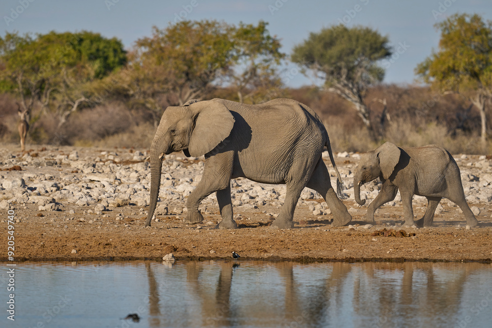 Fototapeta premium Herd of african elephant (Loxodonta africana) approaching a waterhole in Etosha National Park in Namibia