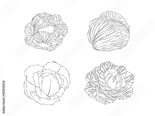 Cabbage. Vector illustration. Isolated object on white background. Hand-drawn style.