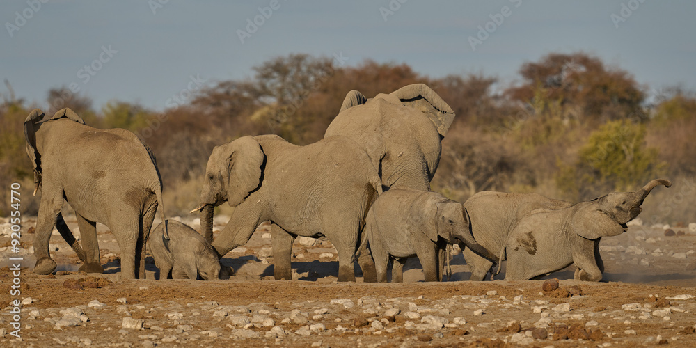Obraz premium Herd of african elephant (Loxodonta africana) have a dust bath after drinking at a nearby waterhole in Etosha National Park in Namibia