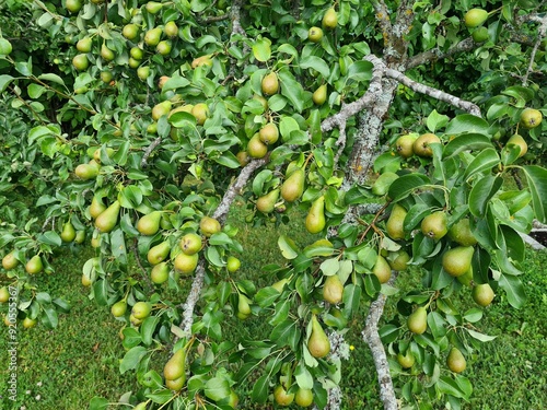 Birnenbaum voller Birnen - Pyrus - Kernobstgewächs 3