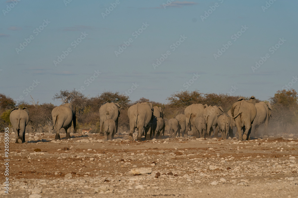 Obraz premium Herd of african elephant (Loxodonta africana) head back to the bush after drinking at a waterhole in Etosha National Park in Namibia