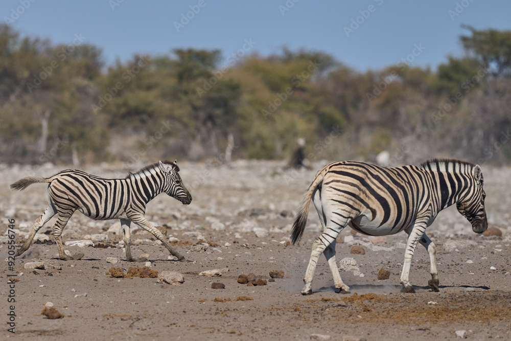 Obraz premium Burchell's zebra (Equus quagga burchellii) at a waterhole in Etosha National Park, Namibia