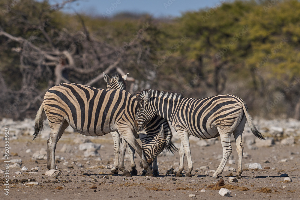 Burchell's zebra (Equus quagga burchellii) at a waterhole in Etosha National Park, Namibia Burchell's zebra (Equus quagga burchellii) at a waterhole in Etosha National Park, Namibia