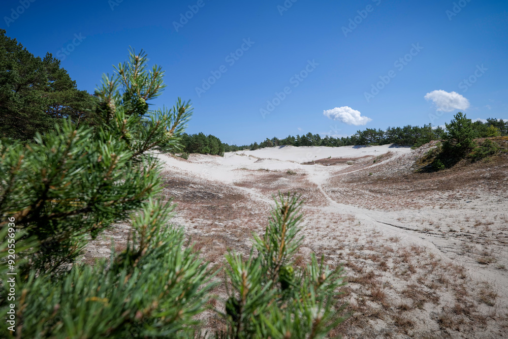 Beautiful landscape with dunes in full sun. Blurry pine branches in the foreground. Lubiatowo, Poland