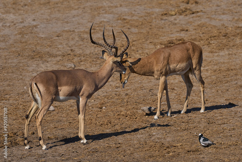 Male Black-faced Impala (Aepyceros melampus petersi) at a waterhole in Etosha National Park, Namibia.