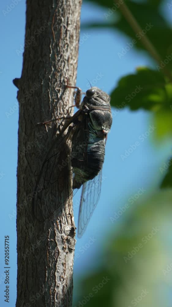 A cicada sits on a tree at summer, closeup shot. Singing loudly to call the female. Intense buzzing of cicadas. Cicada Lyristes plebejus. Vertical video A cicada sits on a tree at summer, closeup shot. Singing loudly to call the female. Intense buzzing of cicadas. Cicada Lyristes plebejus. Vertical video
