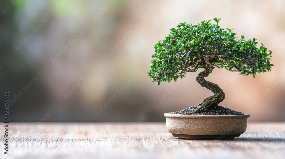 A bonsai tree A bonsai tree