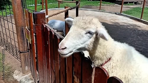 Cute bleating sheep at a zoo on a sunny day