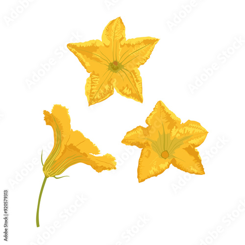 Bud of pumpkin plant, with an open flower isolated on white background. Hand drawn simple flat vector set pumpkin blossom.	